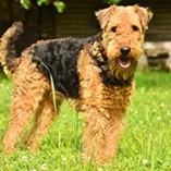 Airedale terrier